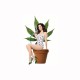 Tee shirt Weeds nancy botwin blanc