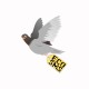 Tee shirt écologie pigeon éco sms blanc