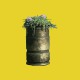 Tee shirt Oblivion last plant jaune